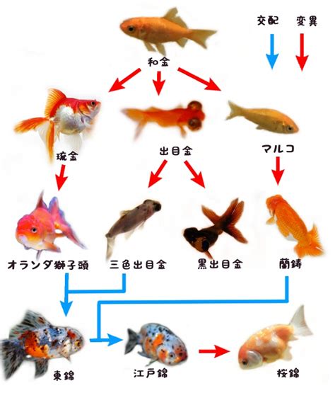辛巳年是哪一年 小金魚品種